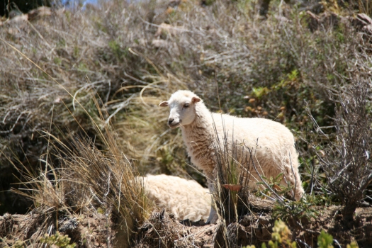 taquile_island_sheep.jpg